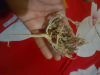 মরিয়ম ফুল ছোট সাইজ